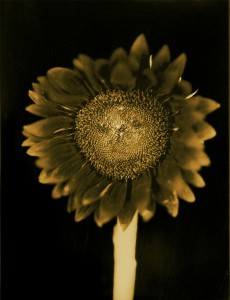 Chuck Close - Untitled (Sunflower)