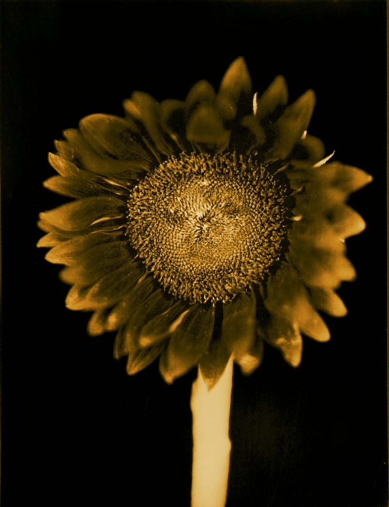 Chuck Close - Untitled (Sunflower)