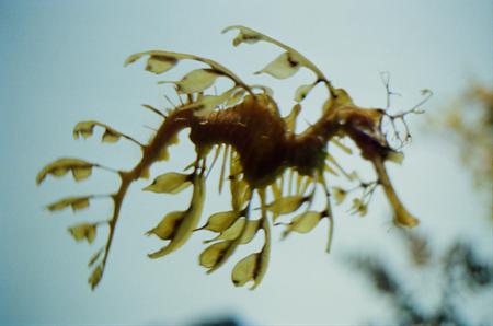 Shimabuku, Leaves Swim, 2013.