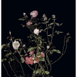 Sarah Jones print 'The Rose Gardens (Display: II) (III)'
