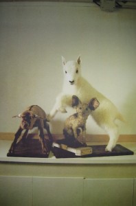 Allora & Caldazilla, Untitled (Natura Morta). Allora & Caldazilla, Untitled (Natura Morta).