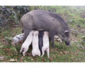 Juergen Teller, Wildschweinmutter, Kolkata, India 2014, 2014