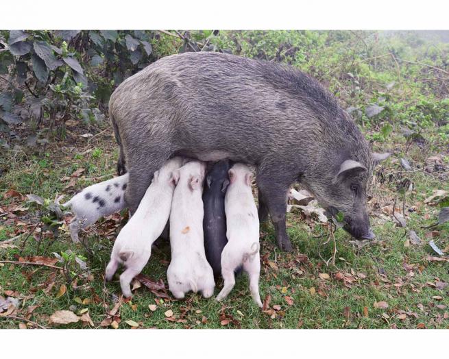 Juergen Teller, Wildschweinmutter, Kolkata, India 2014, 2014