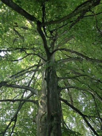 Gabriel Orozco, Tree Lines, 2014.