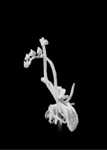 Julian Charrière - Tropisme, 2015