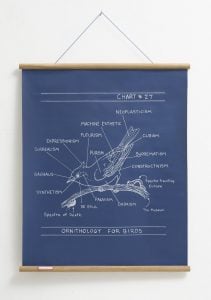 Mark Dion - Ornithology For Birds - 2018