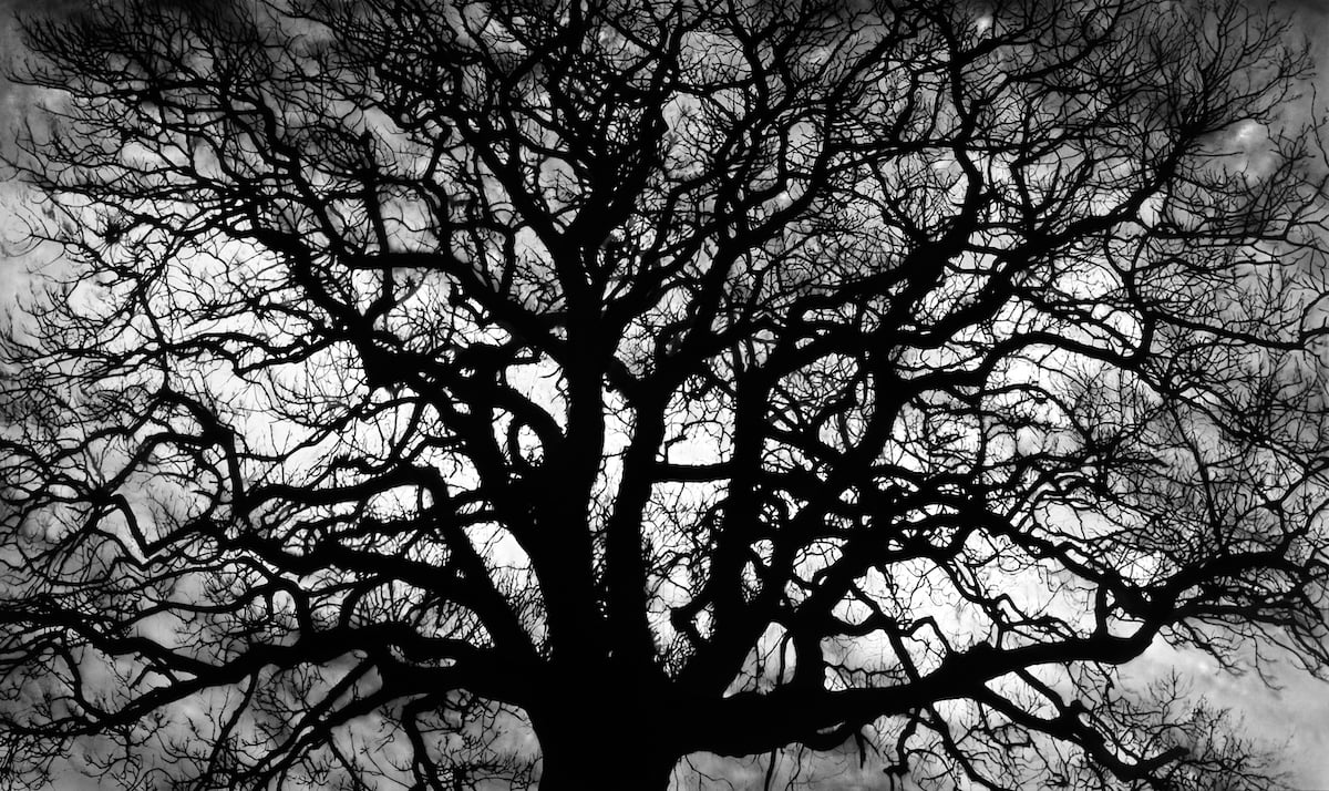 Robert Longo - Untitled (Tree) - 2018