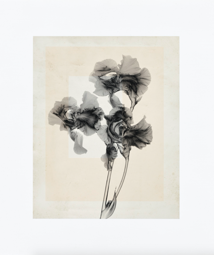Thomas Ruff - flower.s_10 - 2020