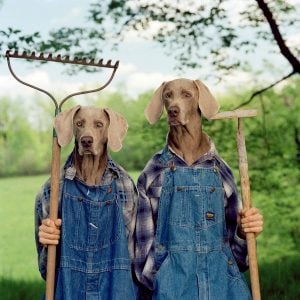 William Wegman - Farm Days - 2021