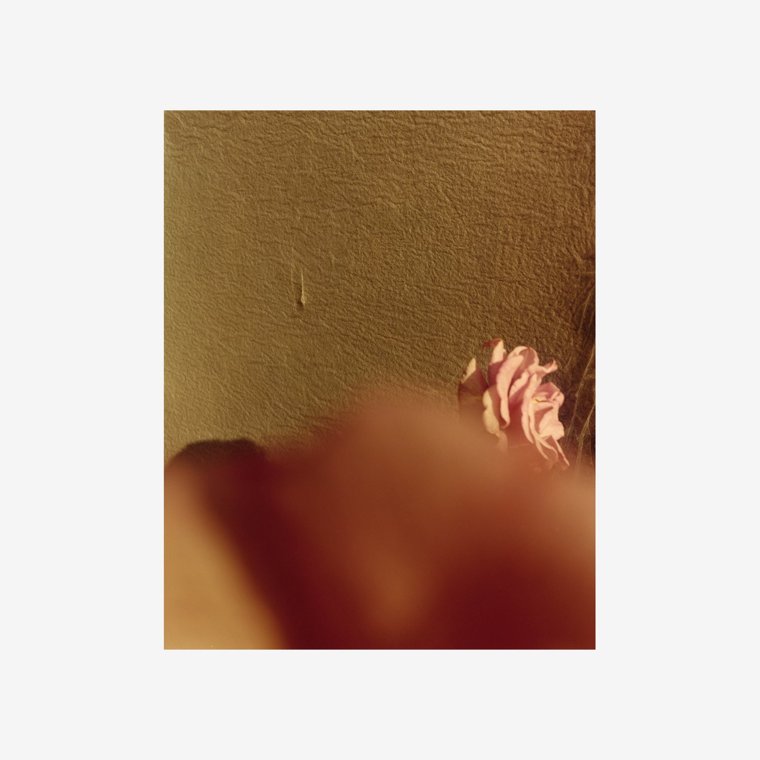 Jamie Hawkesworth - Flower - 2022