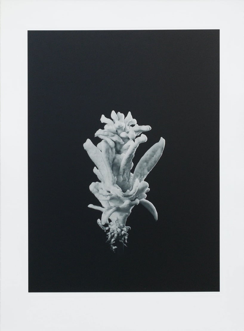 Julian Charrière, Tropisme