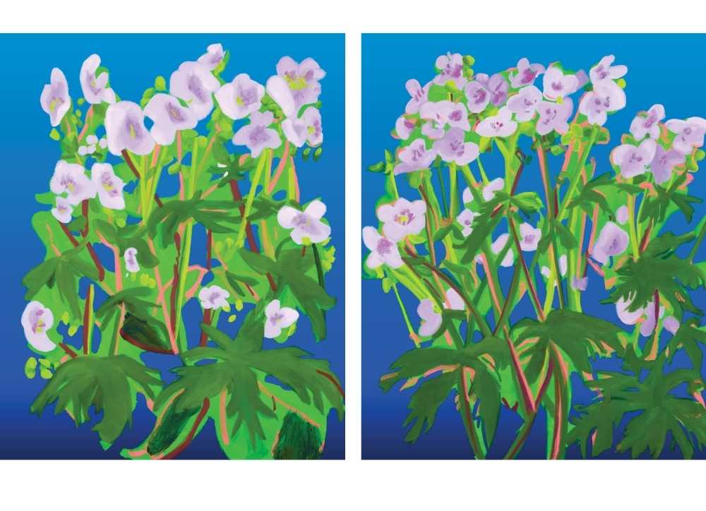 Nicole Wittenberg - Sweet William 1&2- 2022