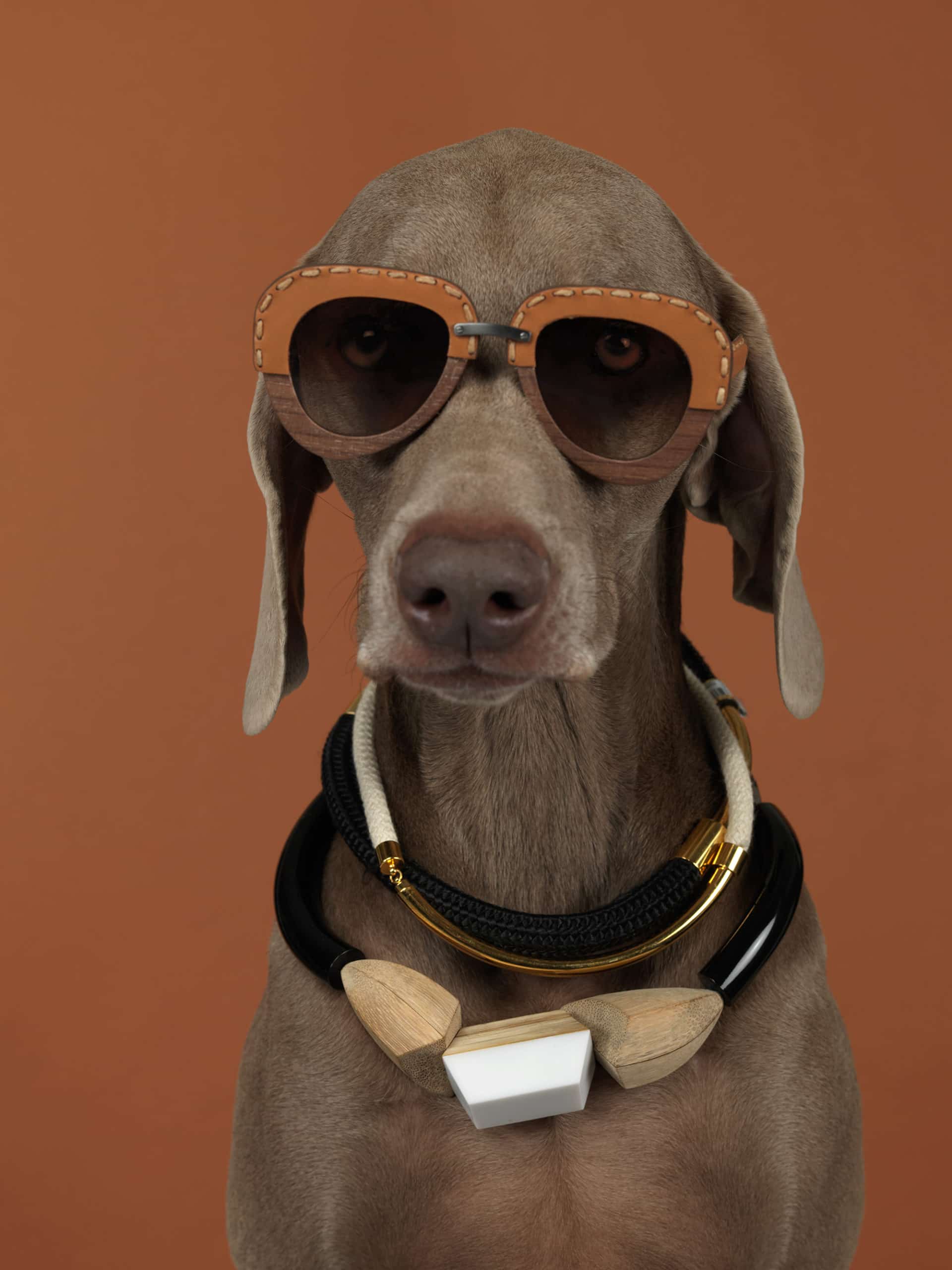 William Wegman - Mondo Bizarro (2015) - 2022