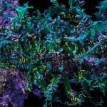 Richard Mosse x Ben Frost - Broken Spectre - 2022