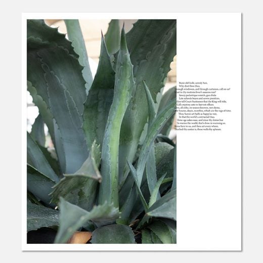 Wolfgang Tillmans - John Donne / Agave, Berlin Collage - 2020