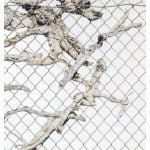 Sayre Gomez - Old Growth - 2024