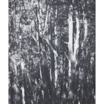 Private Sales - Wolfgang Tillmans - Wald (Tierra del Fuego) II - 2010