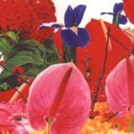 Private Collection - Marc Quinn - The Flamingo Flowers (from the Winter Garden series) - 2004