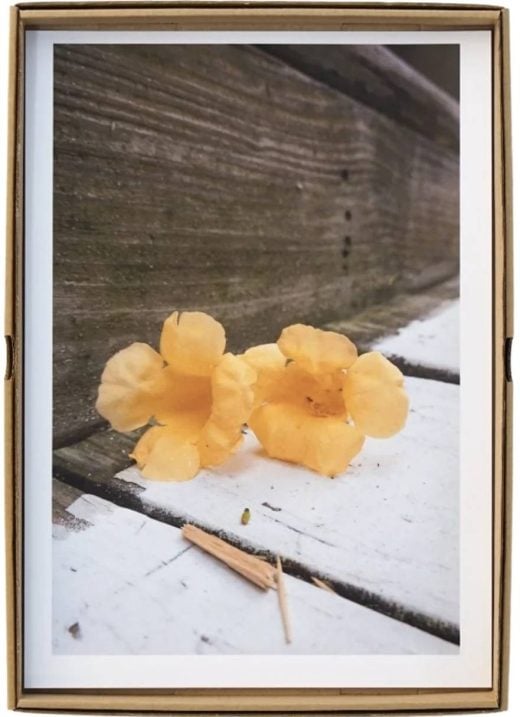 Wolfgang Tillmans - Edition für Bonner Kunstverein - 2025